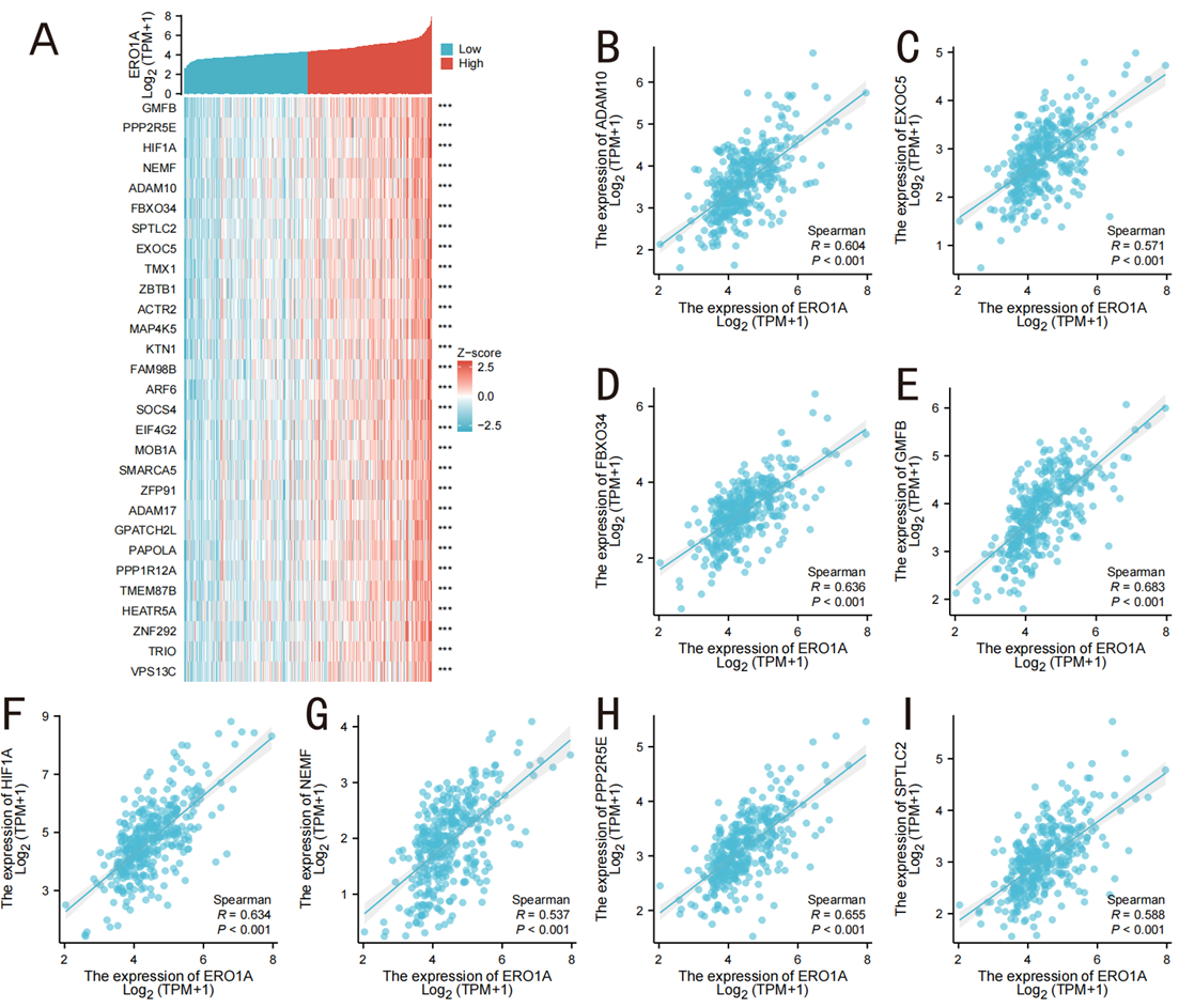 Figure 6. Top 30 genes positively correlated with ERO1A expression in LIHC.