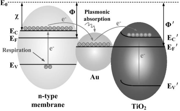 Single-line optical waveguides